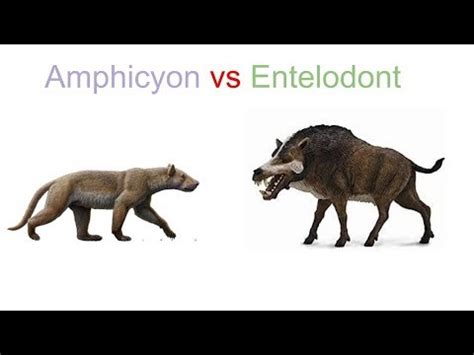 Amphicyon vs Entelodont 2019 - YouTube