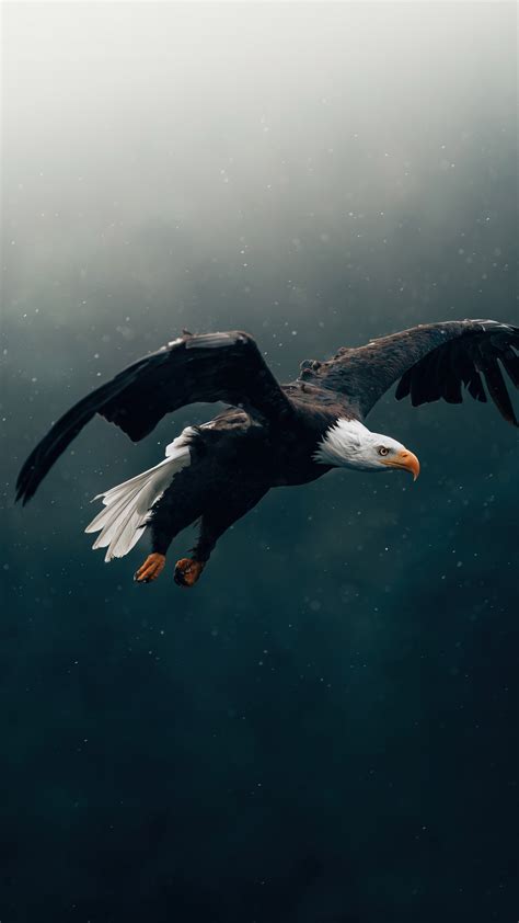 #4.3354, Eagle, Flying, Bird, Picture, 4K Wallpaper PC Desktop