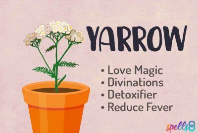 Yarrow Magical Uses: Love, Divination & Protection – Spells8