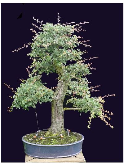 Hawthorn (Crataegus monogyna) - Bonsai Empire