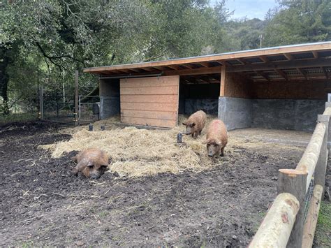 Designing the Perfect Pig Pen: My Journey to Raising Happy Pigs – SOQUEL CREEK