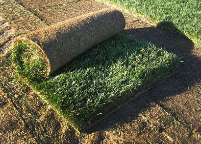 Kentucky Bluegrass Sod - Hillcrest Sod Farm