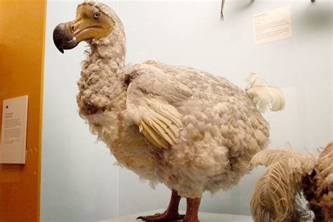 Dodo Bird Extinction: How Did The Dodo Bird Went Extict?