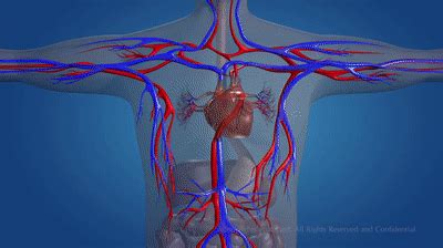 Human Circulatory System on Make a GIF
