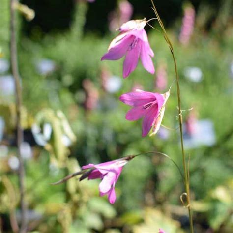 DIERAMA PINK ROCKET — Paddock Plants Buy Online UK