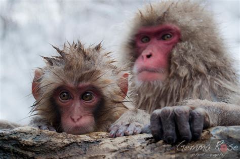 Baby snow monkey by StarRose17 on DeviantArt