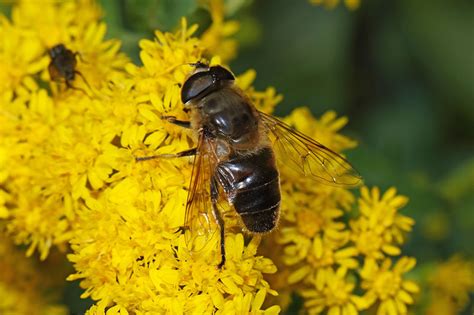 Eristalis tenax