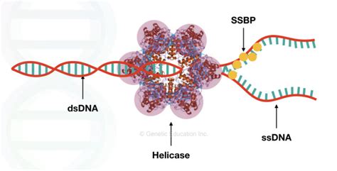 What Is Helicase? And How It unwinds DNA? – Genetic Education