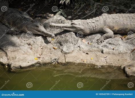 False Gharial stock image. Image of wildlife, water - 103542709