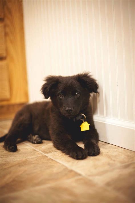 Lab Australian Shepherd Mix Black And White