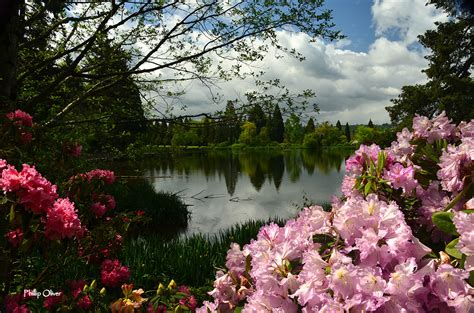 Crystal Springs Rhododendron Garden (Portland, Oregon)