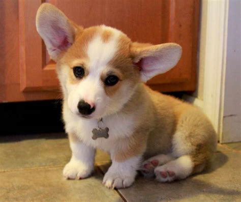 Corgi Chihuahua Mix Puppies | PETSIDI