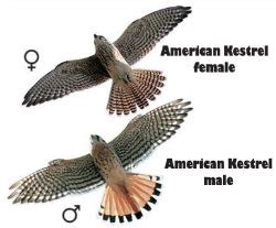 kestrel-male-female • Brandywine Zoo