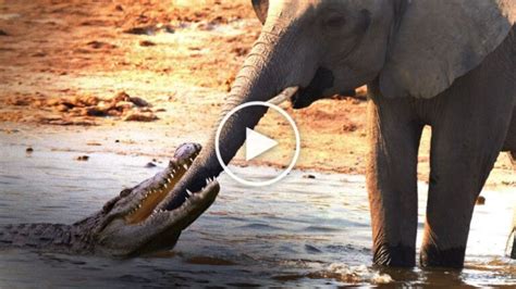 Buffalo vs. lions and a crocodile in South Africa’s Kruger National ...