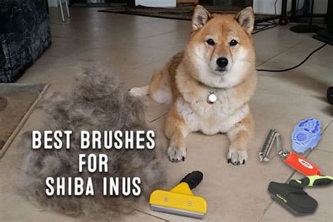 Shiba Inu Grooming - My First Shiba Inu