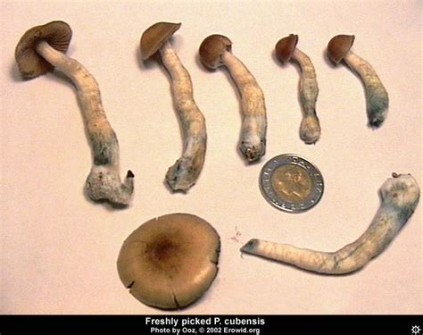 Erowid Plants Vaults : Images : psilocybe cubensis