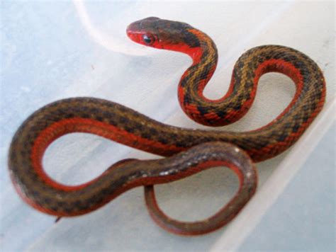 Garter Snake Breeding - Reptiles Magazine