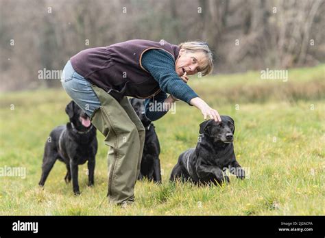 training a black labrador retriever dog Stock Photo - Alamy