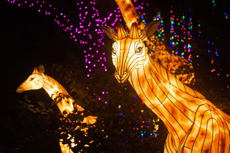 Plan Your TXU Energy presents Zoo Lights Visit - The Houston Zoo