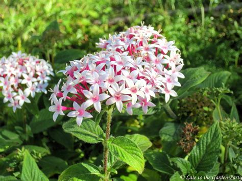 Late to the Garden Party: My favorite plant this week: Pentas ...