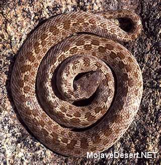 Night Snake Hypsiglena torquata