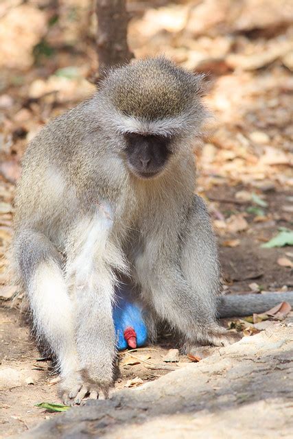 Monkey Blue Balls | Flickr - Photo Sharing!