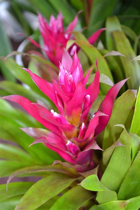 Pink Bromeliad Photograph by Sabin Donohoe