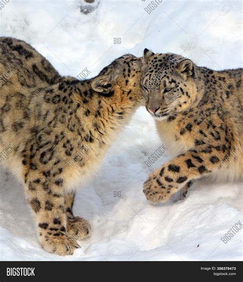 Snow Leopard Large Cat Image & Photo (Free Trial) | Bigstock