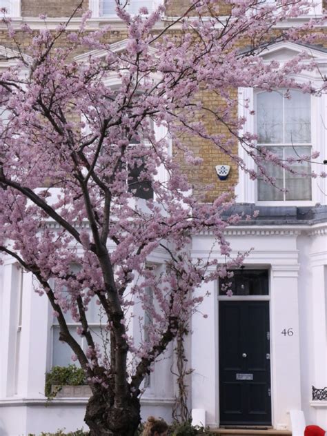 Where to See Cherry Blossom in London 2024