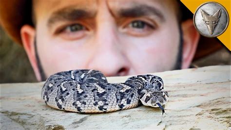 Deadly Puff Adder! - YouTube