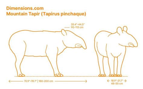 Mountain Tapir (Tapirus pinchaque) | Tapir, Mammals, Face drawing