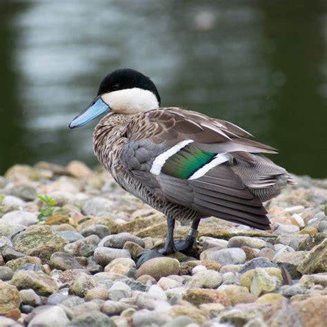 Puna Teal taken in Ormskirk UK#WILDLIFE #PHOTOGRAPHY #COLORS OF NATURE #ADORABLE #UNBELIEVABLE # ...