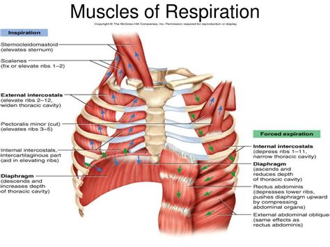 Muscles Of Respiration Ppt