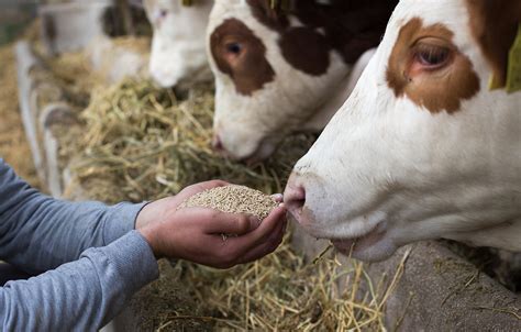 How Much Should I Feed My Beef Cattle? | Grain Rations for Cattle