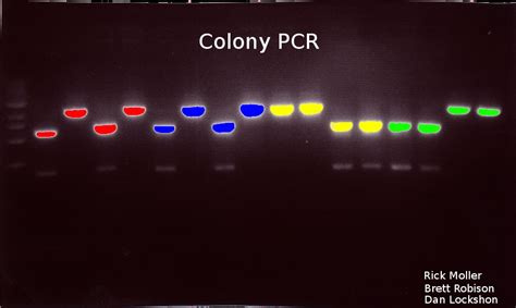 Colony PCR | Get Your Science On Wiki | Fandom