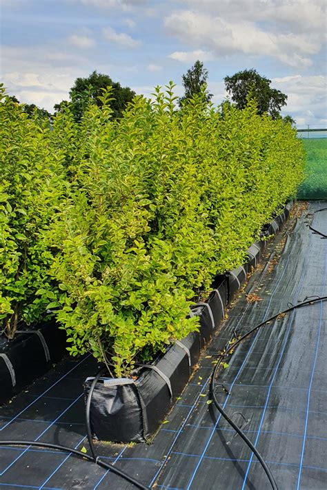 Golden Privet Instant Hedge 90L | 150cm| Hedge Plants | Hedging UK