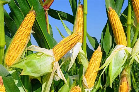 New GMO corn variety significantly increases yields by boosting photosynthesis - Genetic ...