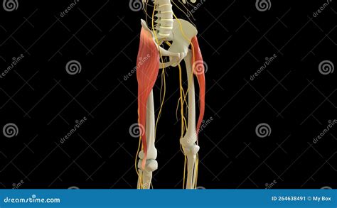 Tensor Fasciae Latae Muscle Anatomy for Medical Concept 3D Rendering Stock Illustration ...