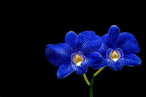 Blue orchids stock photo. Image of floral, gift, bloom - 8777126