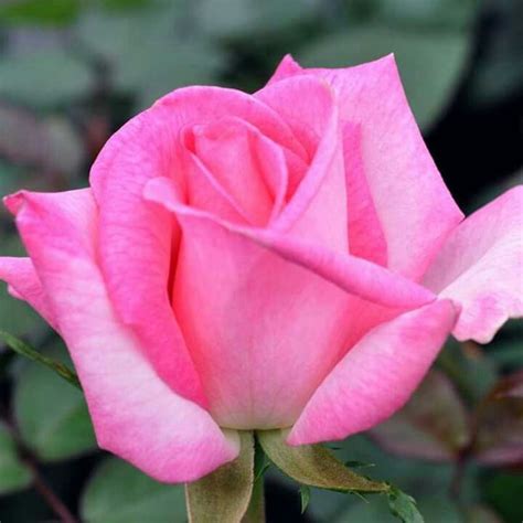 Pink promise | Hybrid tea roses, Rose, Rose nursery