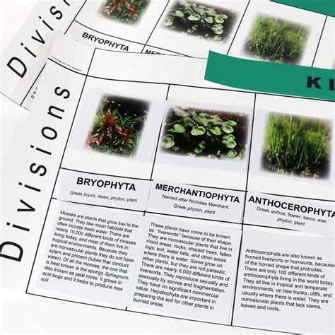 Plant Kingdom Chart | ETC Montessori