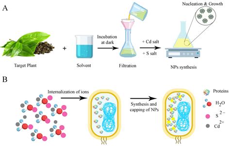 Molecules | Free Full-Text | Cadmium Sulfide Nanoparticles: Preparation ...