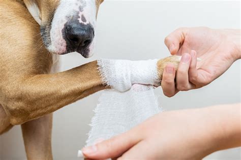 Medical Treatment Of Pet Concept Bandaging A Dogs Paw Stock Photo - Download Image Now - iStock