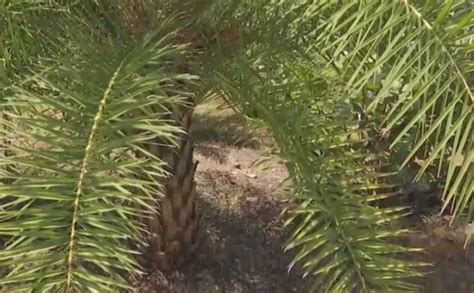 How to protect palm trees from deadly diseases