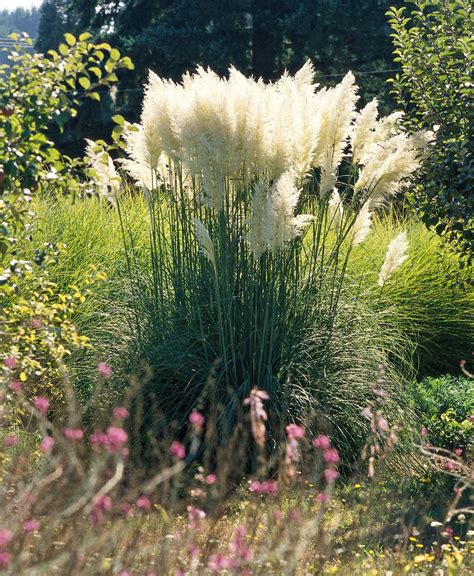 21 of the Best Ornamental Grasses to Add Unbeatable Texture to Your Garden | Ornamental grasses ...