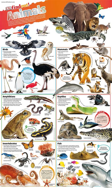 Animal Kingdom Poster Educational Chart 24 X 36 | ubicaciondepersonas ...