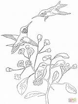 Ruby Throated Hummingbird Coloring Pages sketch template