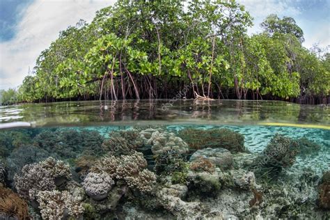 Coral Reef and Mangrove Forest — Stock Photo © ead72 #75574849