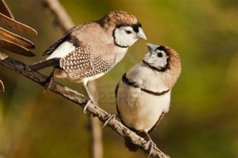 A pair of Owl Finches | Finches bird, Beautiful birds, Little birds