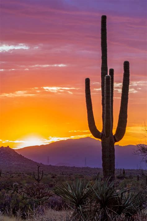 Rustic Arizona Desert Landscape Painting